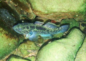 rare endemic Purple Spotted Gudgeon Gammon Ranges