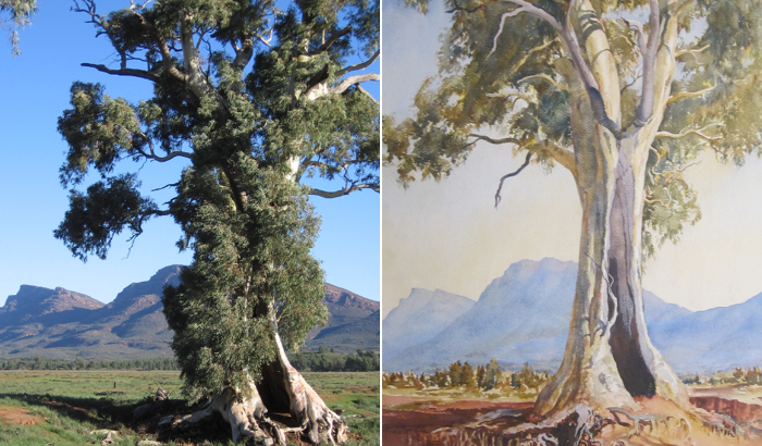 Cazneaux Tree comparison