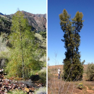 A young Bellfruit tree (left) and mature Bellfruit tree (right)