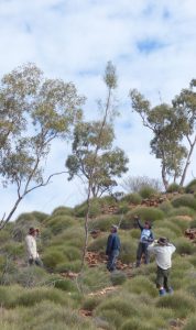 Adoration for a Bellfruit tree on the Mawson Plateau