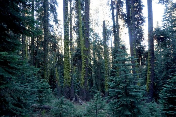 Dense pine forest