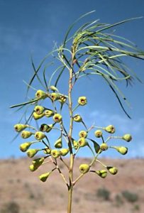 Distinctive fruit of the Bellfruit tree