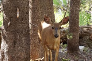 Female deer