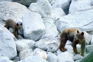 “...large mother Black Bear came down to the creek with two cubs for a drink.  She stood at about 6-8 feet high, three times my width and was bellowing loudly”