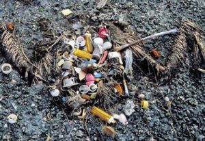 The remains of a sea bird showing the plastic debris that it had eaten