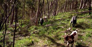 Talk on Feral Animal Management Programs, what animals pose the greatest risks