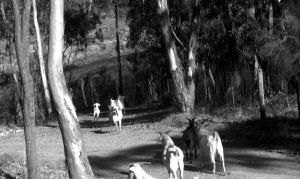 Feral Goats and Deer management in Morialta and Blackhill Conservation Parks