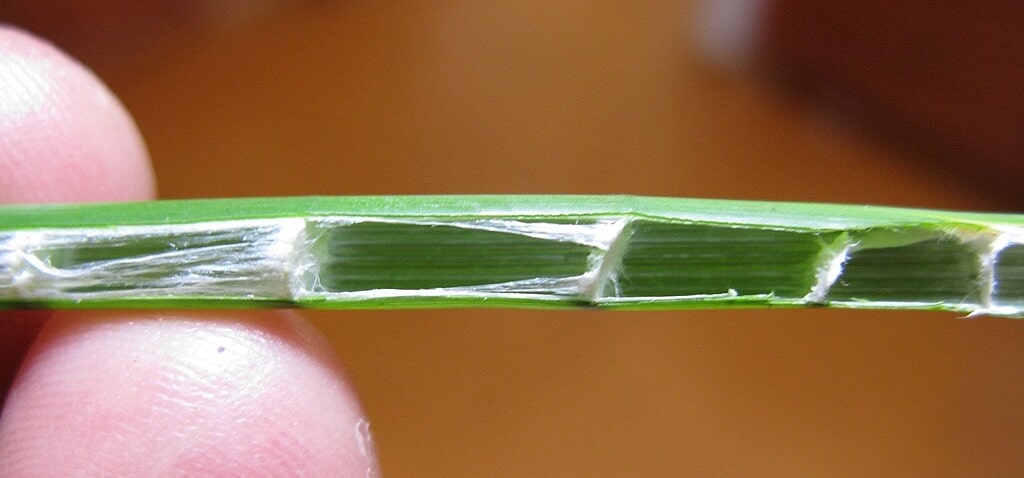 machaeria articulata