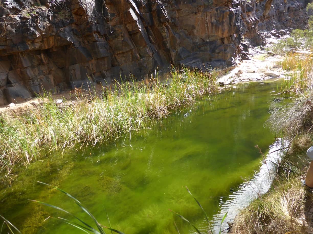 Walparindina Spring VGRNP
