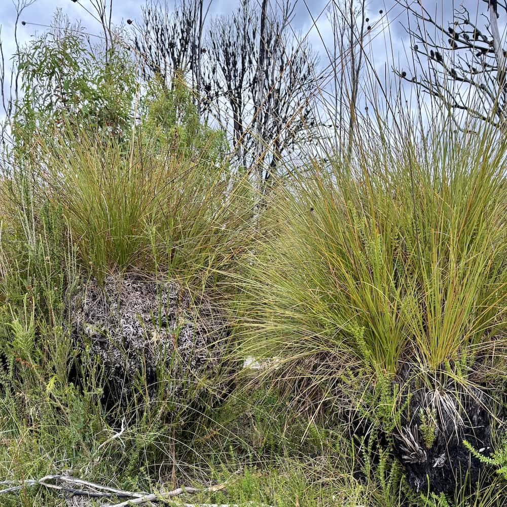 tasmanian button grass