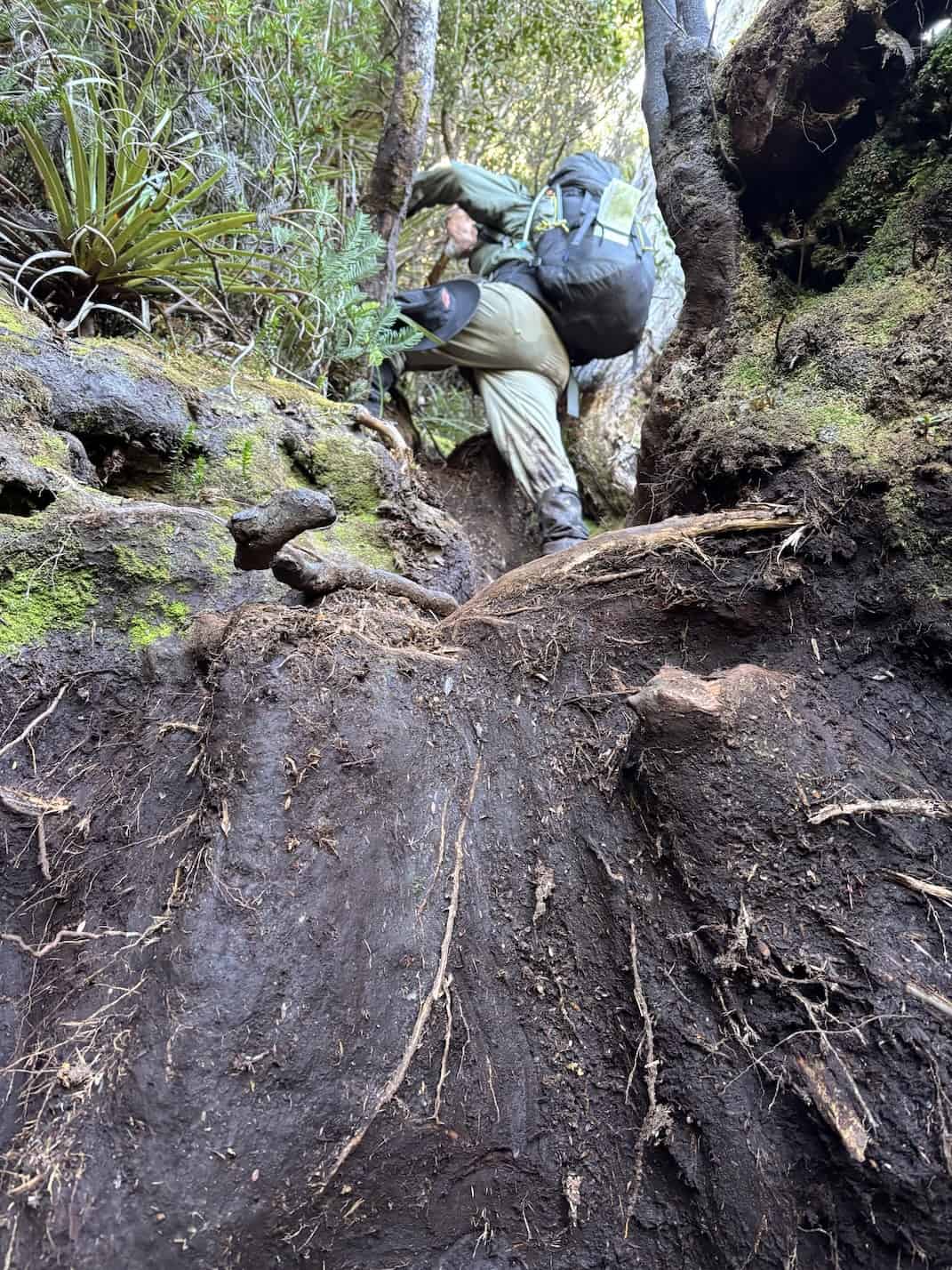 moss ridge tasmania