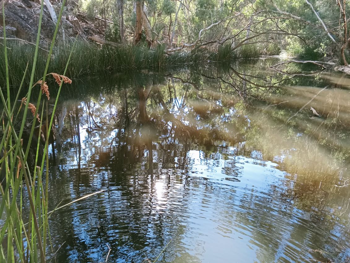 wilpena creek waterhole