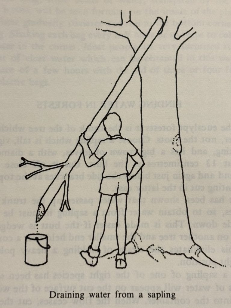 Water from young tree