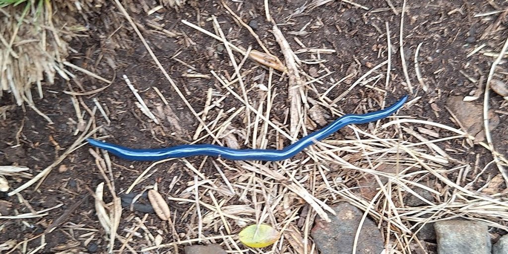 Blue Planarian Flatworm