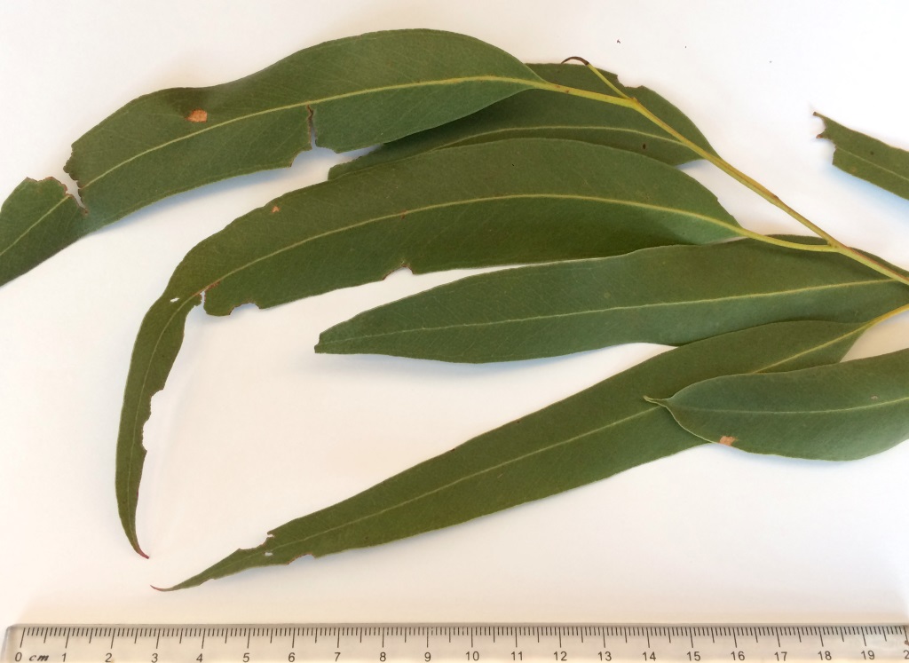 manna gum leaves