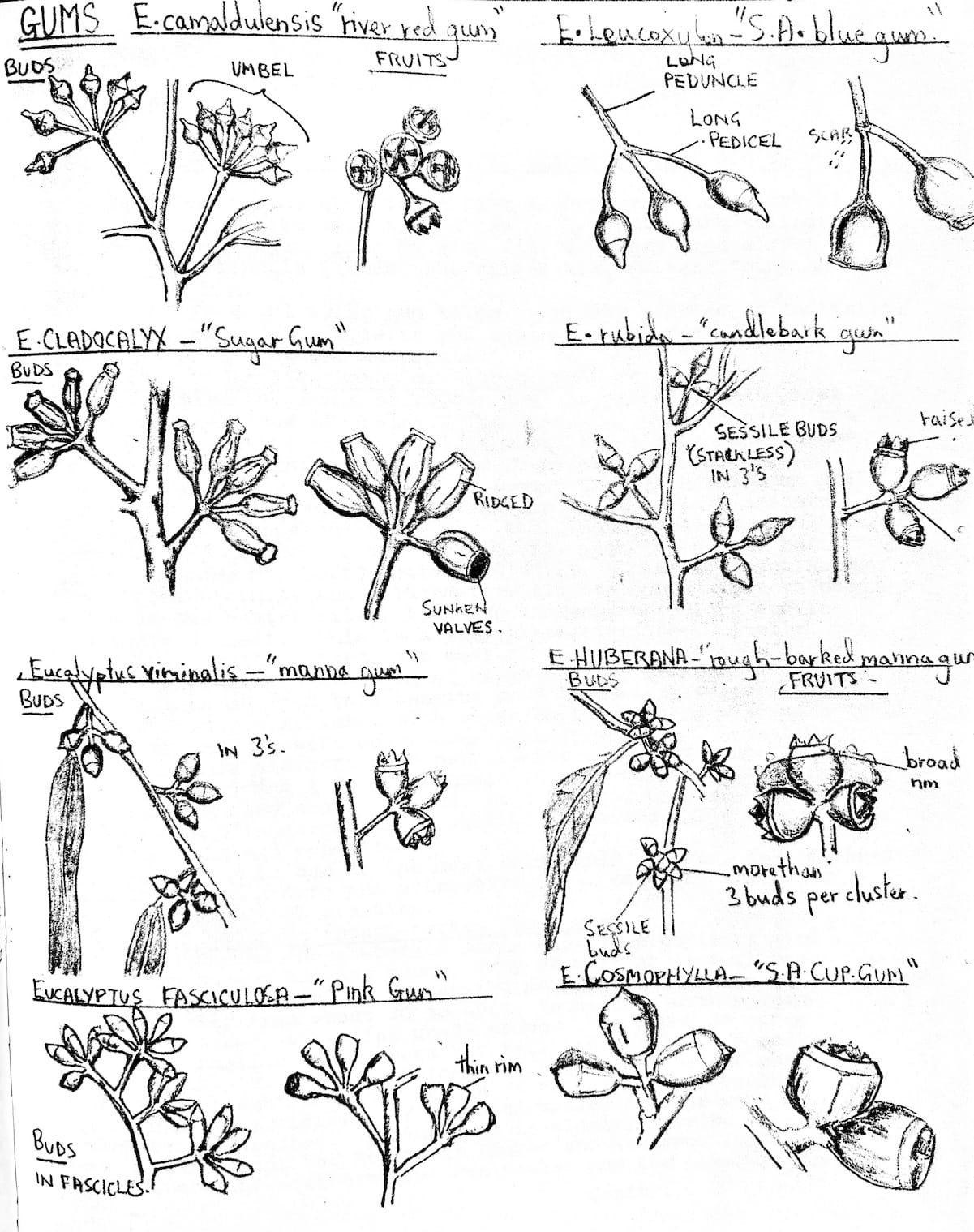 eucalypt identification diagram