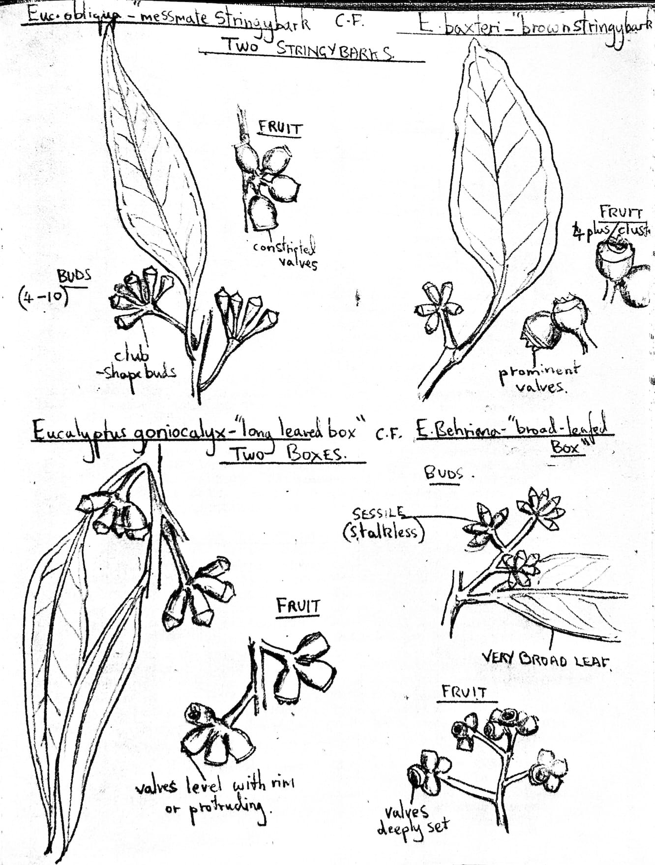 eucalypt identification diagram