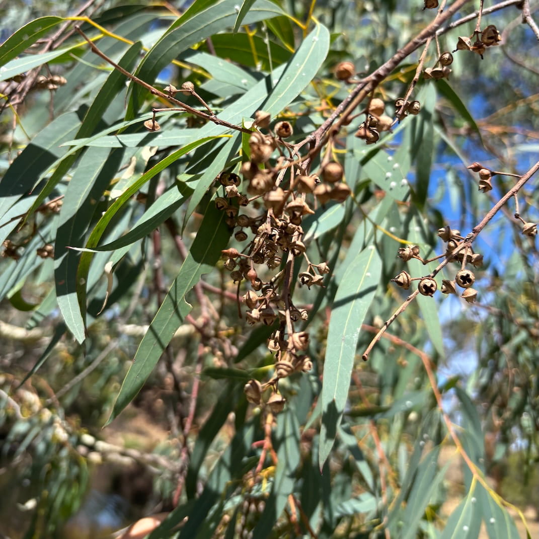 River red gum nuts