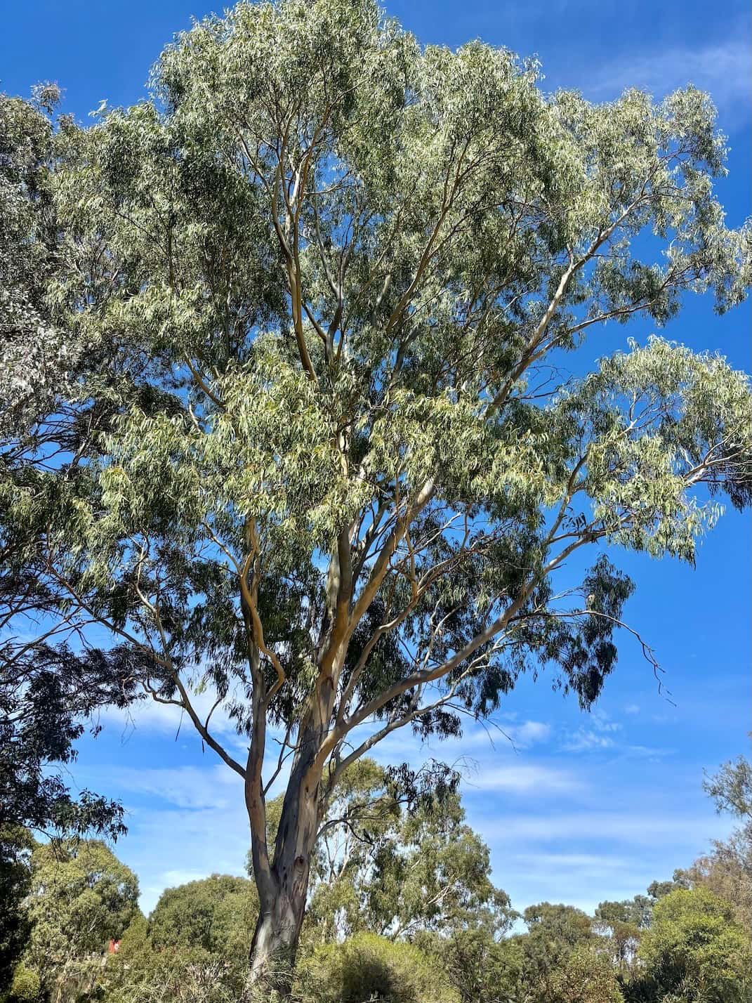 River red gum