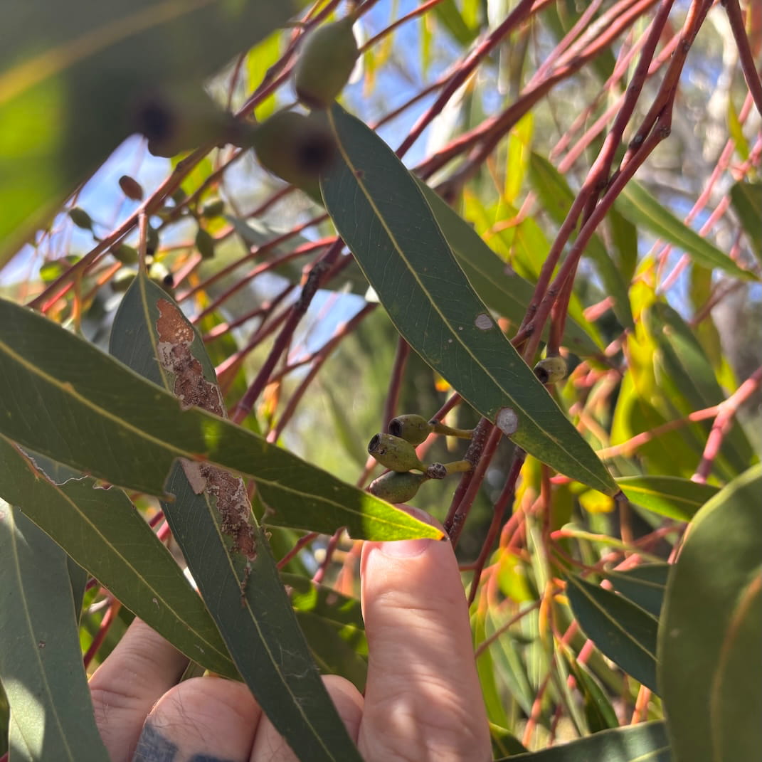 Sugar gum leaves nuts