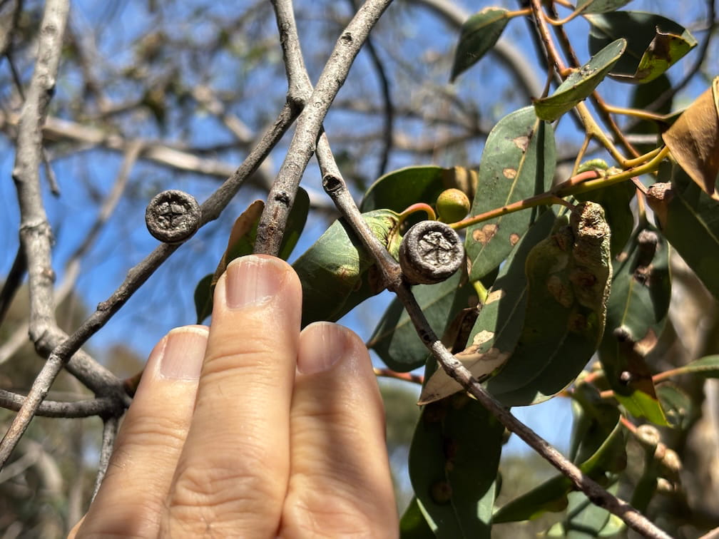 Cup gum leaves fruit