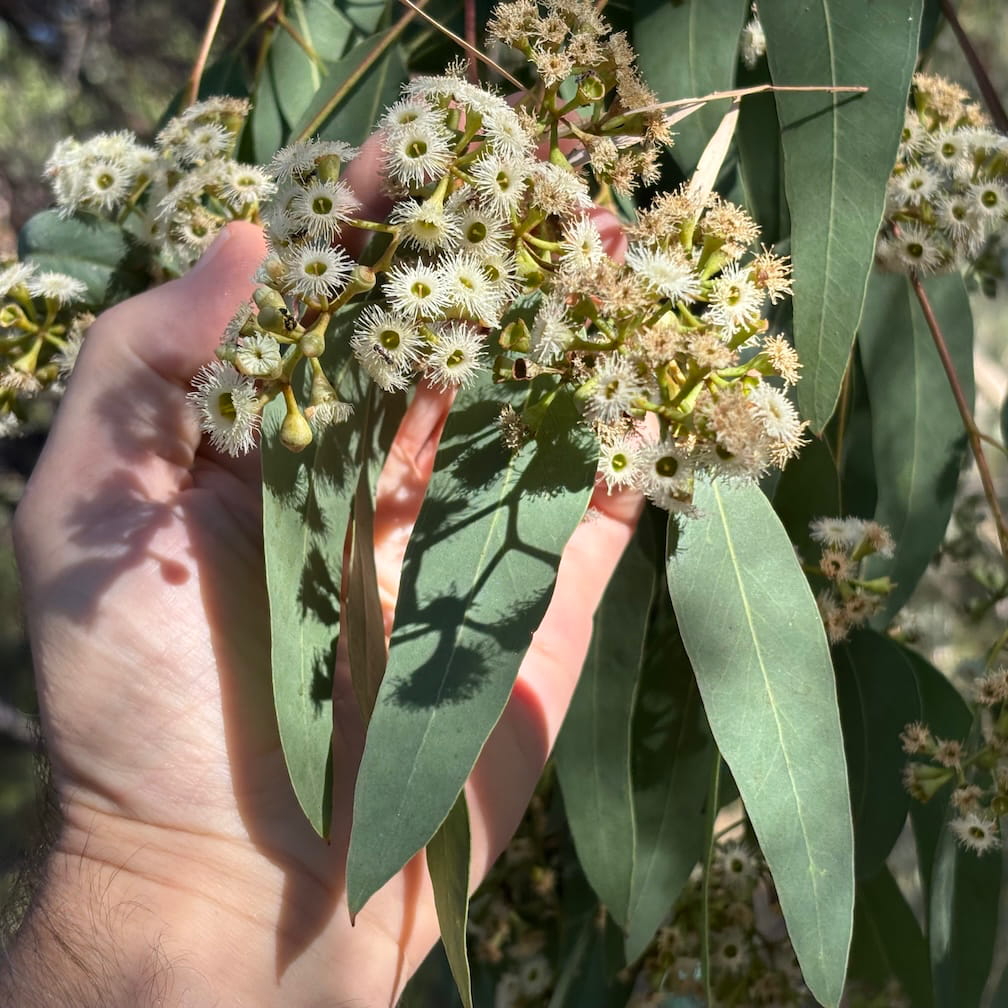 pink gum leaves flowers