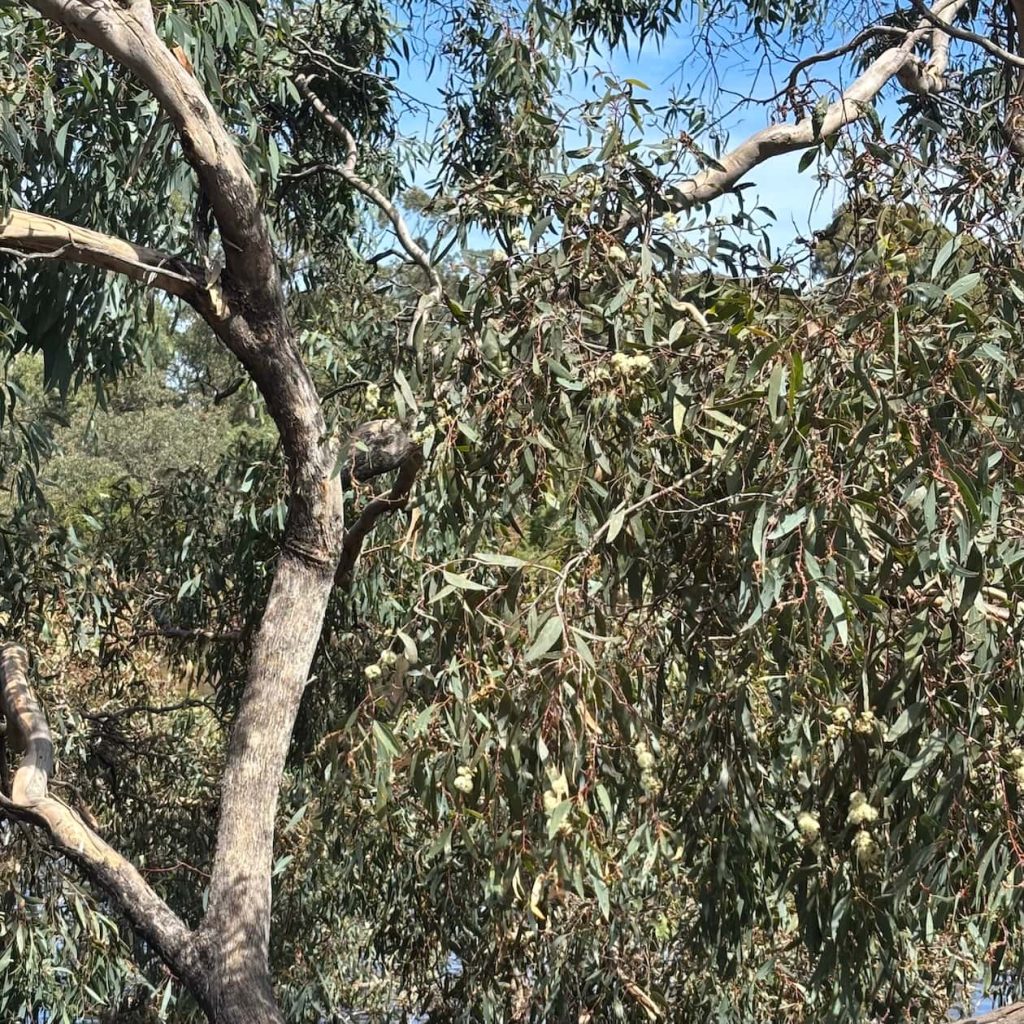 Grey box leaves flowers