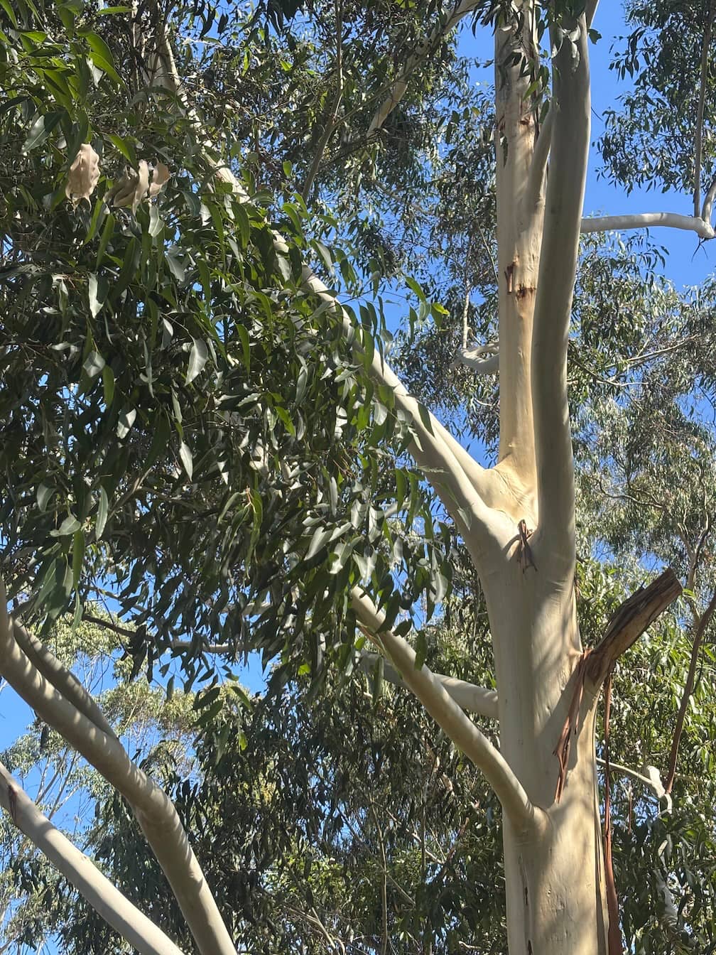 Candlebark leaves bark