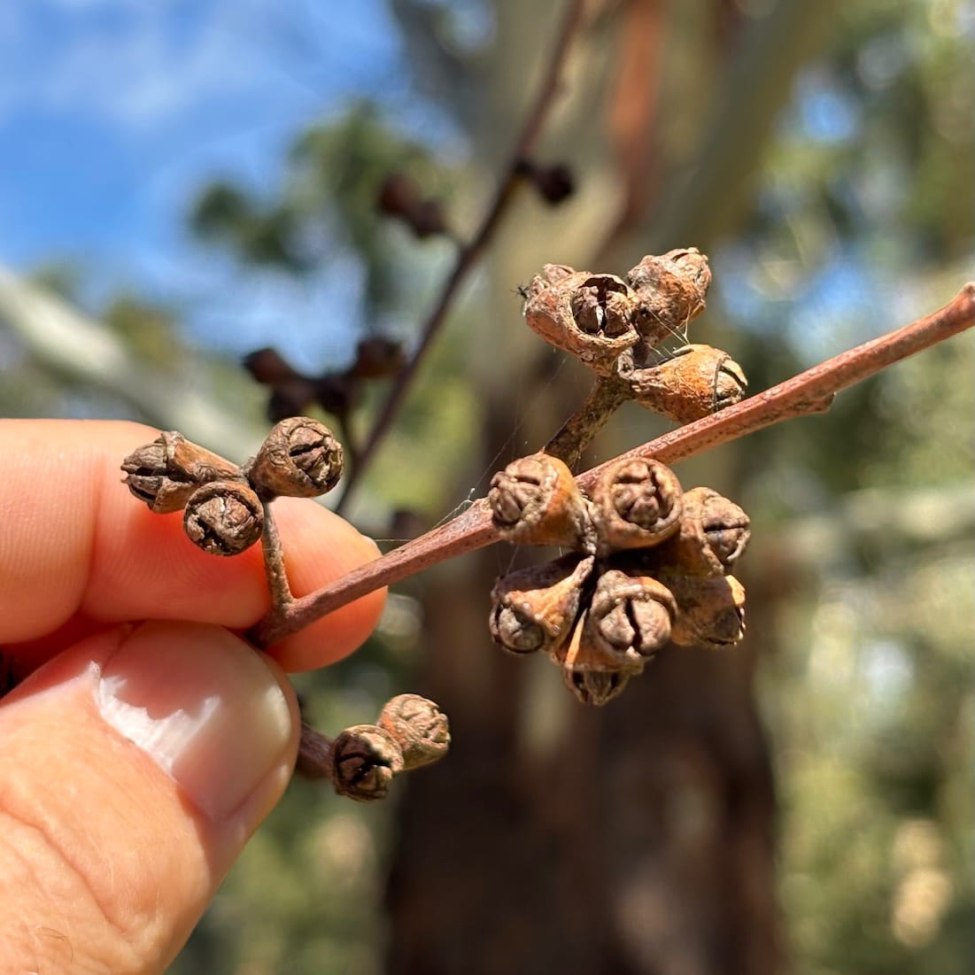 Candlebark nuts fruit