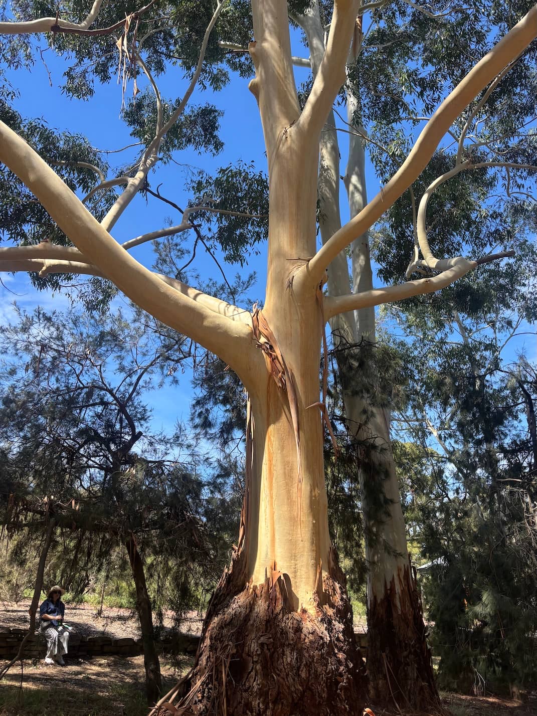 Candlebark trunk