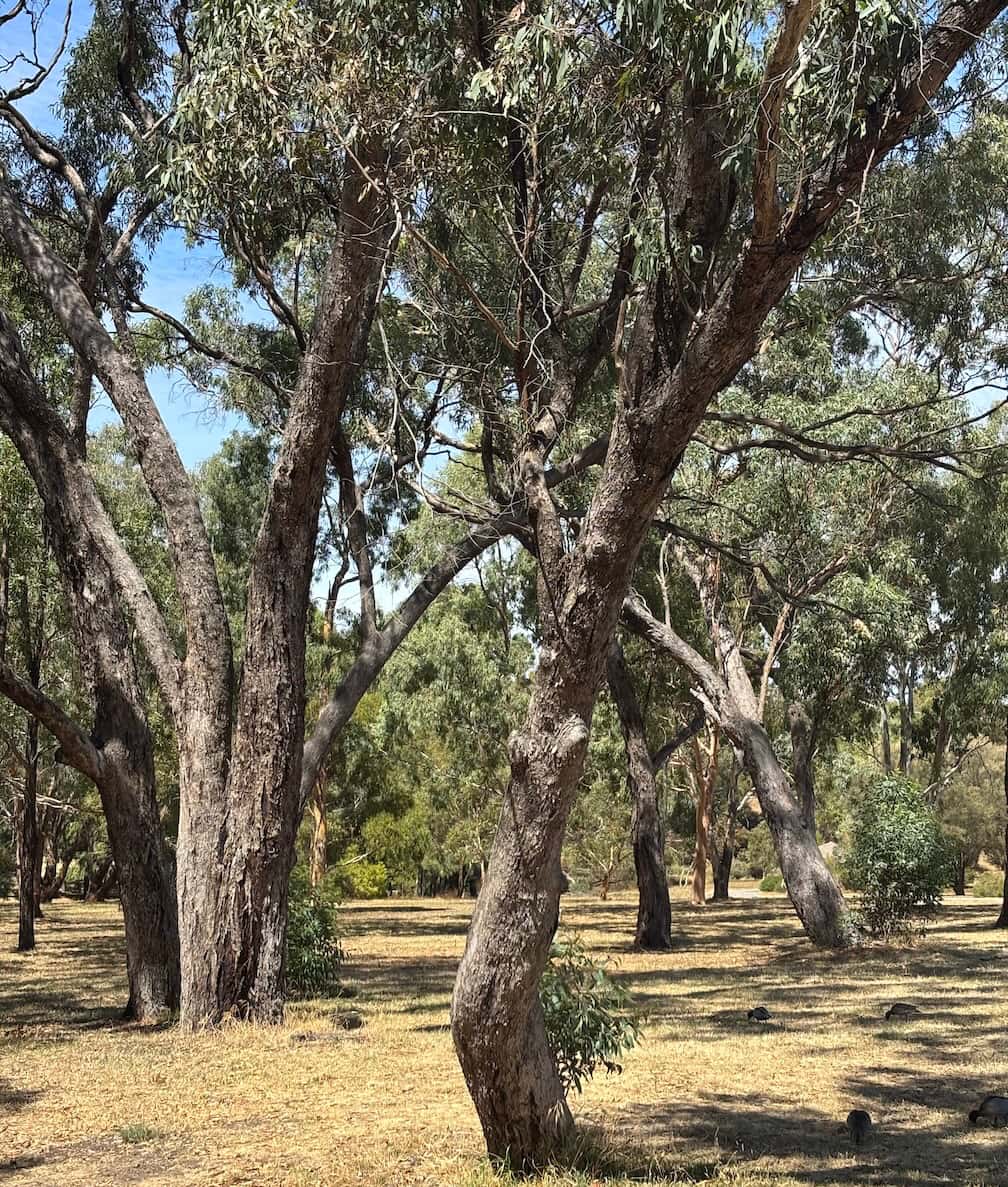 Eucalyptus microphylla